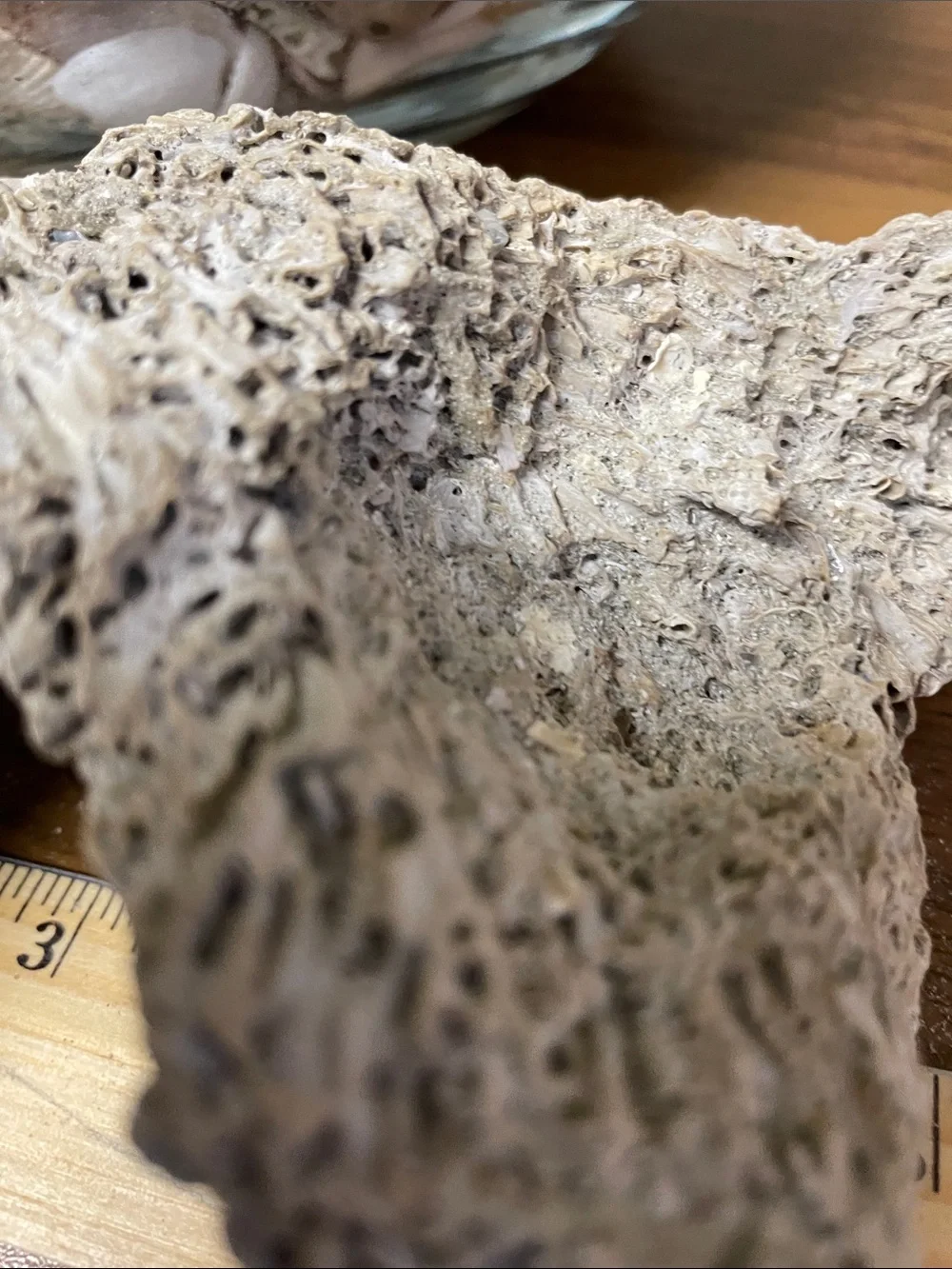 Fossil found on the beach, resembling brain fossil.